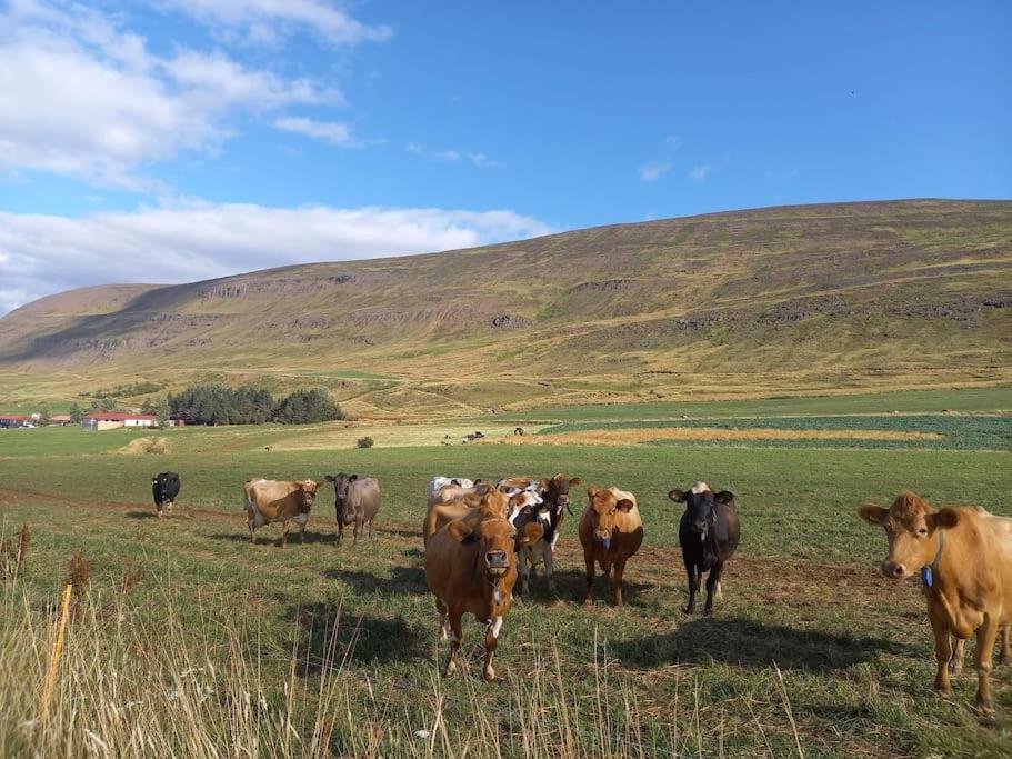 Þorsmoerk Farm 12 Min From Akureyri Apartment Svalbarthseyri Bagian luar foto
